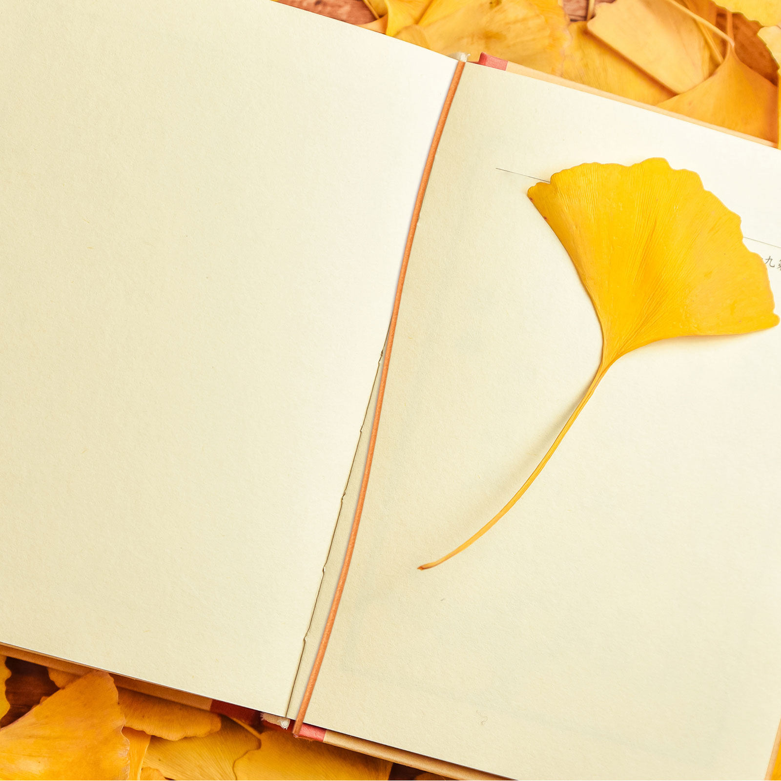6 Buah Pita Elastis Nilon, Tal - Travel Notebook Journal ulasan dan harga